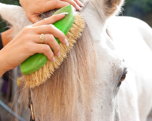 EquinoTip Cómo peinar a un caballo  Concentrados APM  Facebook